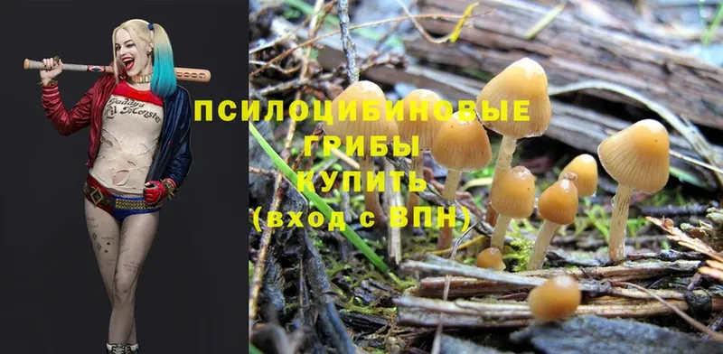 купить наркоту  Ставрополь  Псилоцибиновые грибы Cubensis 